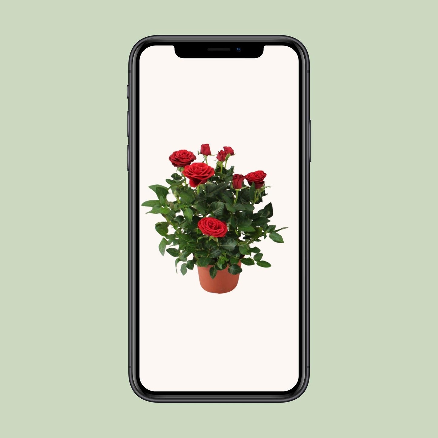 Rosa Red - Ø12cm - ↕29cm