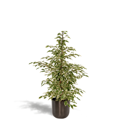Ficus benjamina Twilight - Ø21cm - ↕95cm + Topf Mayk Lead
