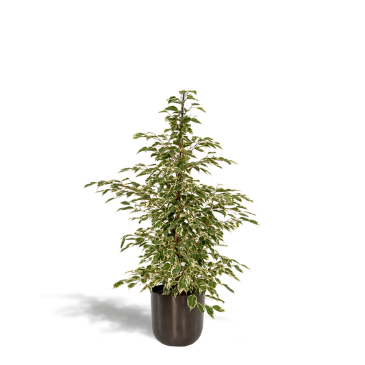 Ficus benjamina Twilight - Ø21cm - ↕95cm + Topf Mayk Lead