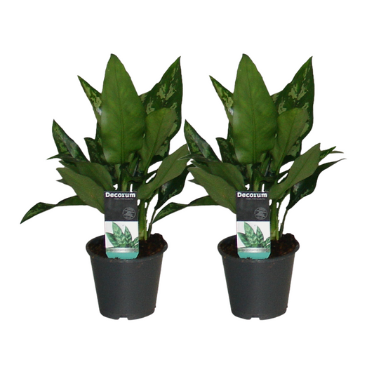 Aglaonema Maria - 2 Stücke - ø12cm - ↕30cm