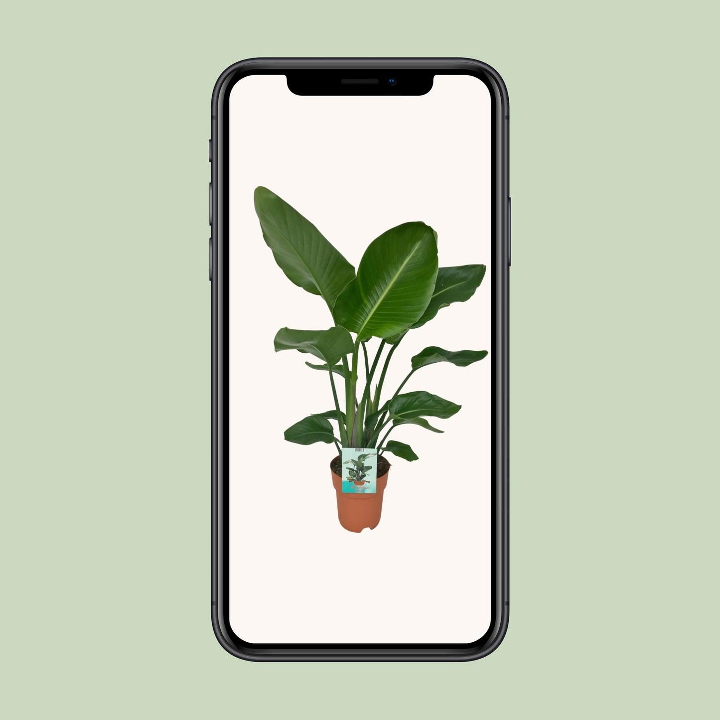 Strelitzia Nicolai - Paradiesvogelpflanze - Ø19cm - ↕90cm
