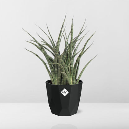 Sansevieria Fernwood Punk in 14cm b.for rock living black
