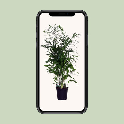 Chamaedorea Seifrizii - Ø24cm - ↕140cm