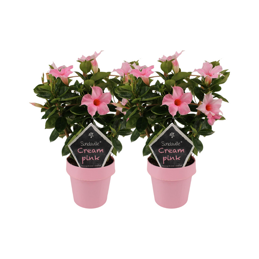 Mandevilla Sundaville Cream Pink auf dem Gestell - 2 Stücke - Ø14cm - ↕40cm