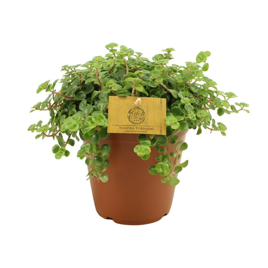 Sedum Tornado - Ø15cm - ↕25cm