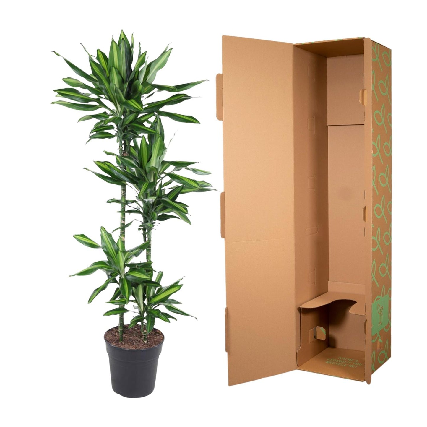 Drachenbaum Cintho – Stilvolle Zimmerpflanze 150 cm