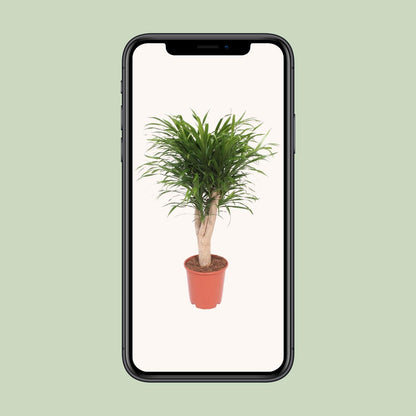 Dracaena Reflexa Anita - Ø24cm - ↕100cm