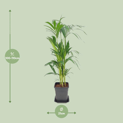 Howea Forsteriana - Ø21cm - ↕110cm