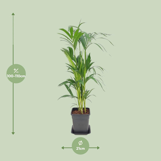 Howea Forsteriana - Ø21cm - ↕110cm