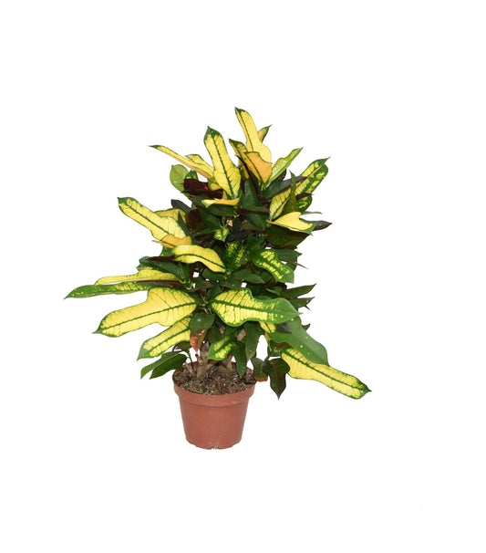 Croton Wilma P14 - Ø14cm - ↕50cm