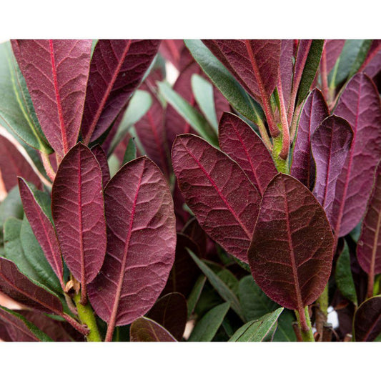 Rhododendron 'Wine & Roses' - Ø13cm - ↕20cm