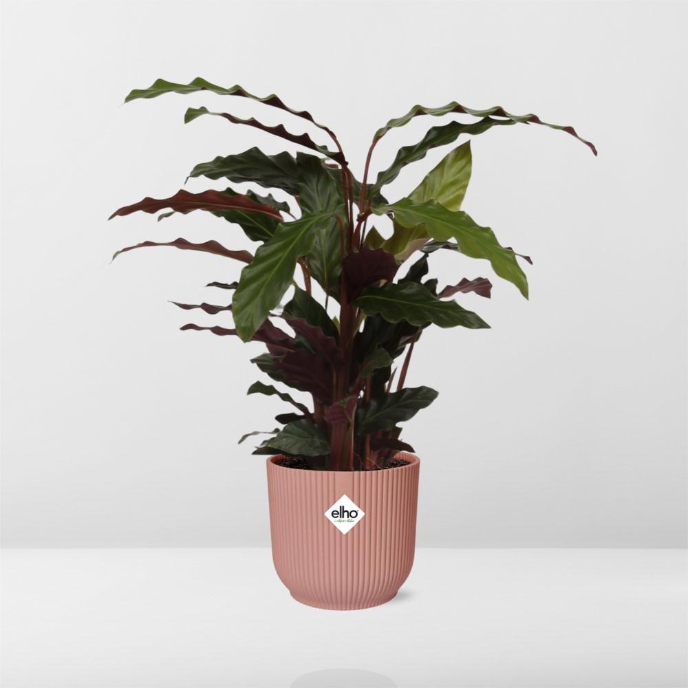 Calathea Rufibarba ‘Tropistar’ in ELHO Vibes Fold 14cm roze