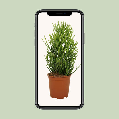 Euphorbia Tirucalli - Ø21cm - ↕60cm