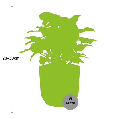 Syngonium Arrow in ELHO Vibes Fold 14cm geel