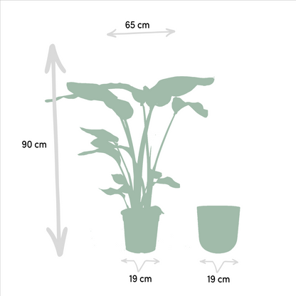 Strelitzia Nicolai - Ø19cm - ↕90cm + Topf Mayk Gold