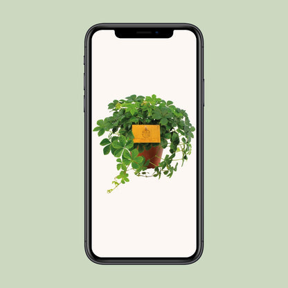 Parthenocissus Striata - Ø12cm - ↕20cm