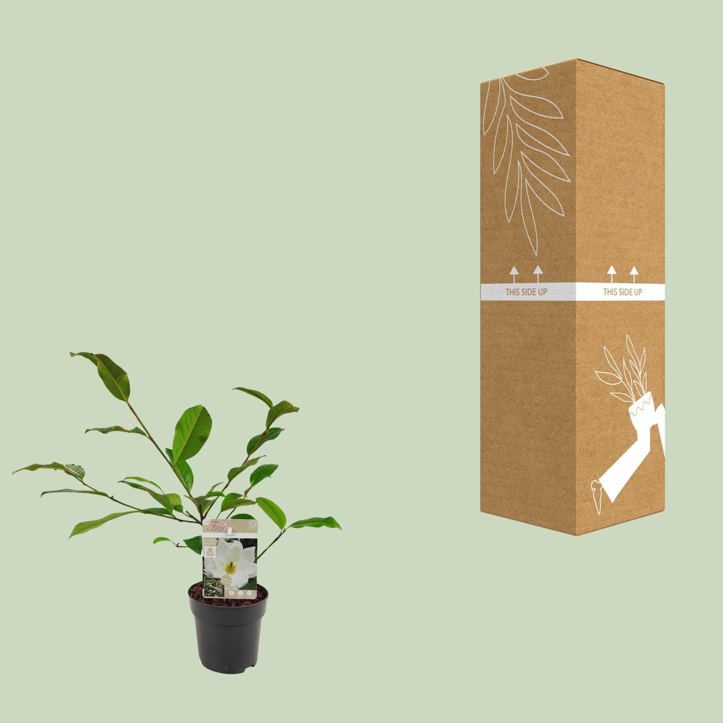 Michelia Fairy Magnolia Cream - Ø13cm - ↕25cm