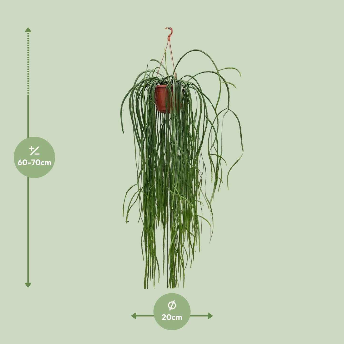 Lepismium Bolivianum - Ø20cm - ↕70cm