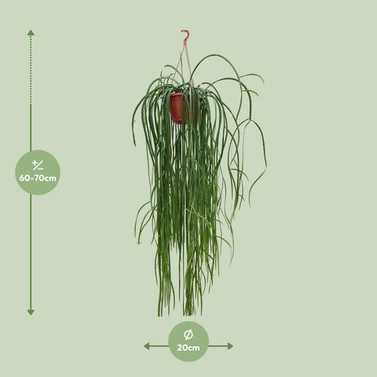 Lepismium Bolivianum - Ø20cm - ↕70cm