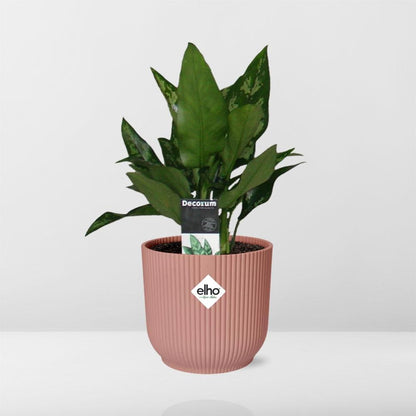 Aglaonema Maria in ELHO Vibes Fold 14cm roze