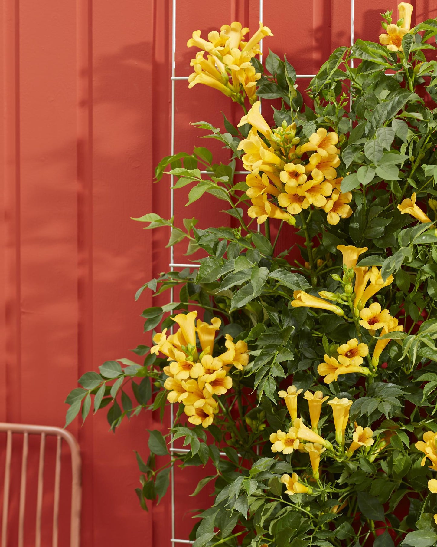 Campsis Summer Jazz 'Gold Trumpet' - Trompetenblume Gelb- Ø15cm - ↕65cm