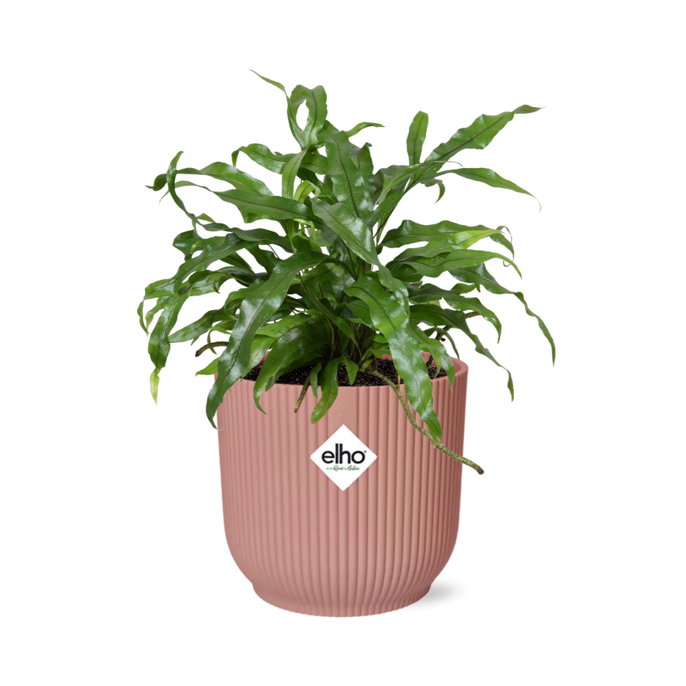 Microsorum Diversifolium in ELHO Vibes Fold 14cm roze