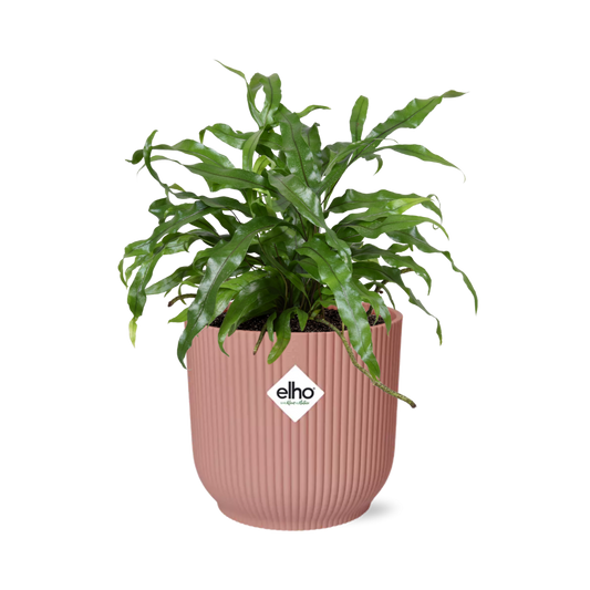 Microsorum Diversifolium in ELHO Vibes Fold 14cm roze