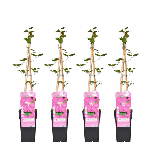 4x - Clematis Ville de Lyon - ↨65cm - Ø15