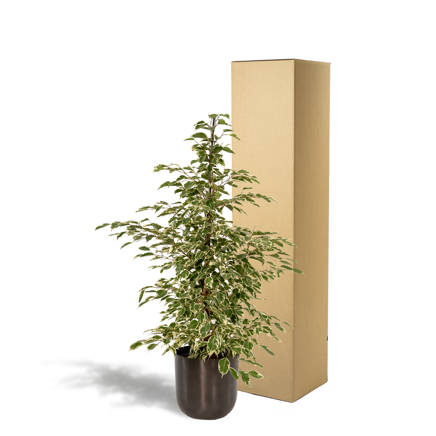 Ficus benjamina Twilight - Ø21cm - ↕95cm + Topf Mayk Lead