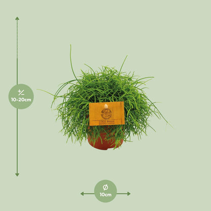 Rhipsalis Cassutha - Ø11cm - ↕15cm