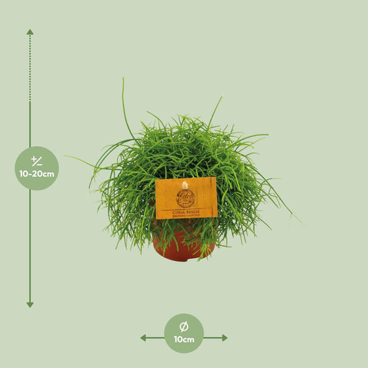 Rhipsalis Cassutha - Ø11cm - ↕15cm