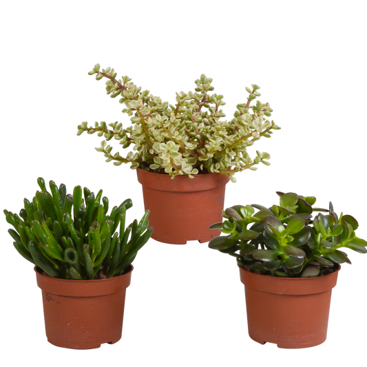 Crassula-Mischung 10,5 cm - 3x - zonder pot
