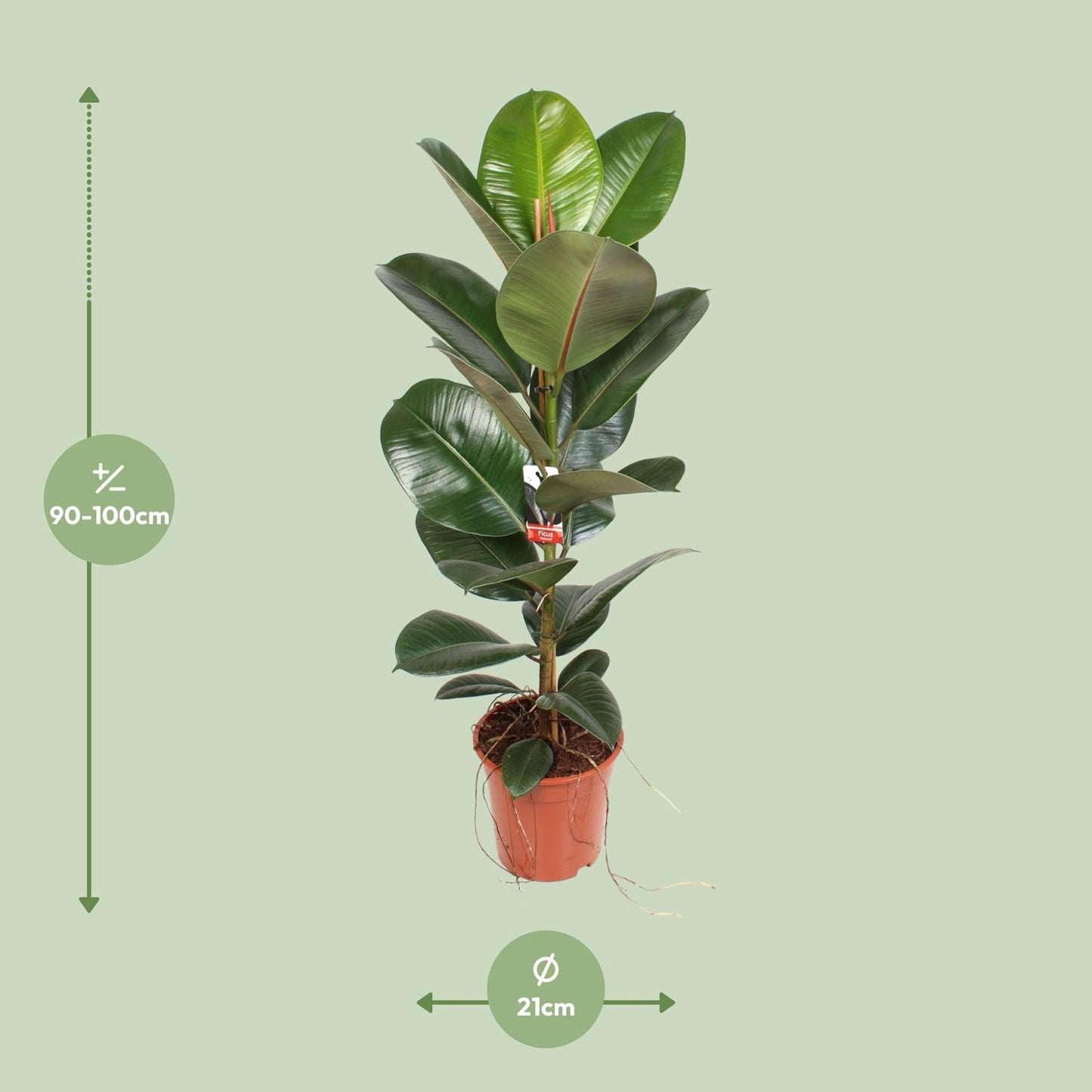 Ficus Elastica Robusta - Ø21cm - ↕95cm