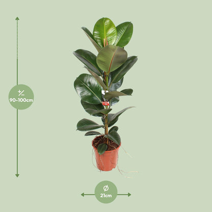 Ficus Elastica Robusta - Ø21cm - ↕95cm