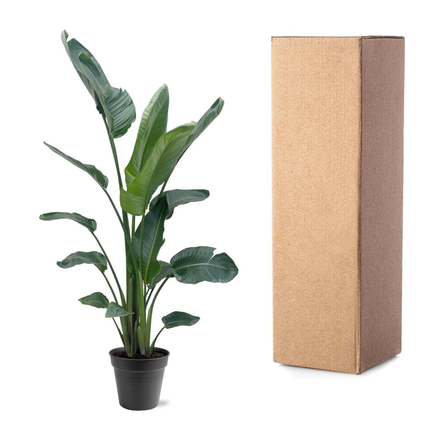 Paradiesvogelblume XXL – Weiße Strelitzie 210 cm