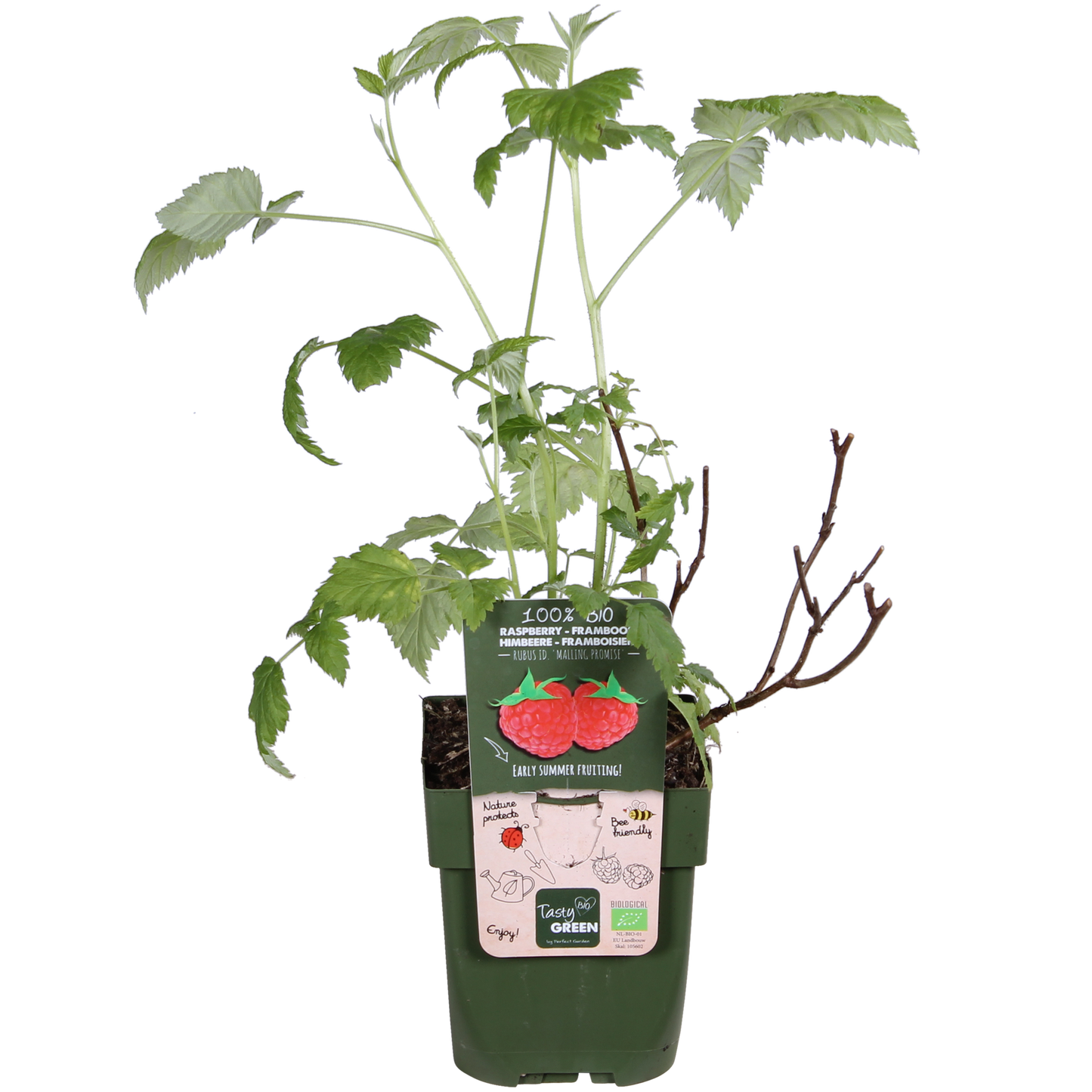 Rubus idaeus 'Malling Promise' - Ø13cm - ↕45cm