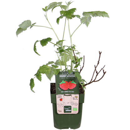 Rubus idaeus 'Malling Promise' - Ø13cm - ↕45cm