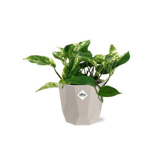 Scindapsus (Epipremnum) Marble Queen in ELHO b.for rock 14 cm warm grey