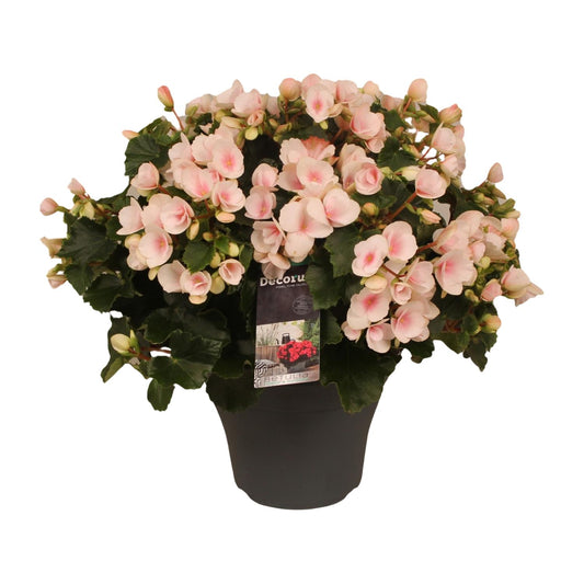 Betulia Light 19cm Outdoor Decorum - Ø19cm - ↕35cm
