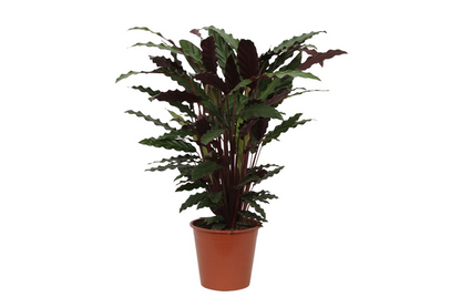 Korbmarante Wavestar – 80 cm pflegeleichte Zimmerpflanze
