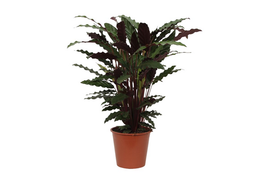Korbmarante Wavestar – 80 cm pflegeleichte Zimmerpflanze