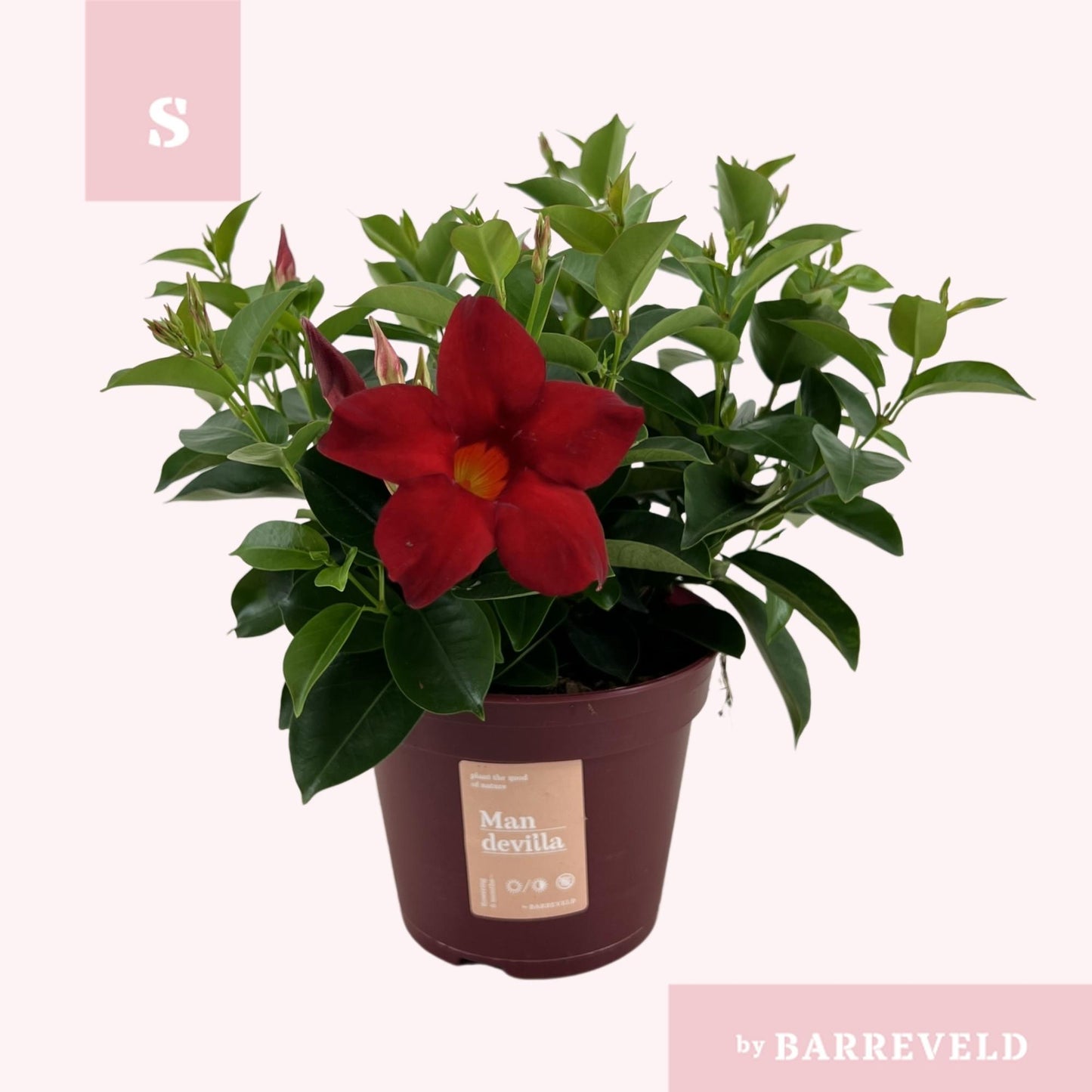 PROMO - Mandevilla 'Zomerville' Struik Rood - Ø14cm - ↕30cm