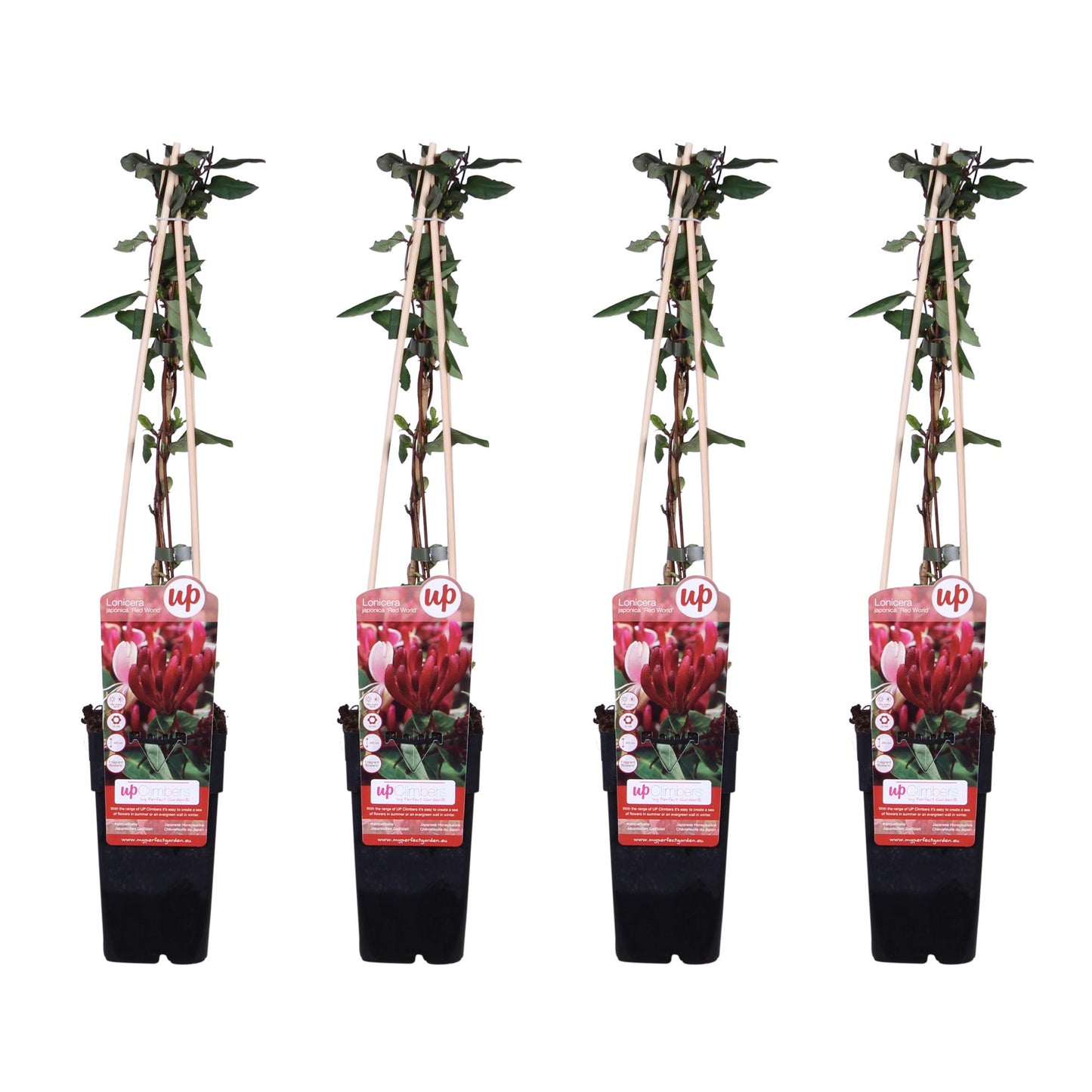 4x - Lonicera japonica 'Red World' - ↨65cm - Ø15