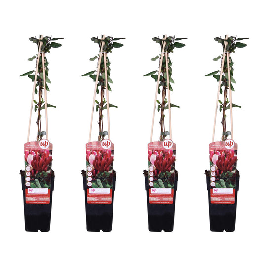 4x - Lonicera japonica 'Red World' - ↨65cm - Ø15