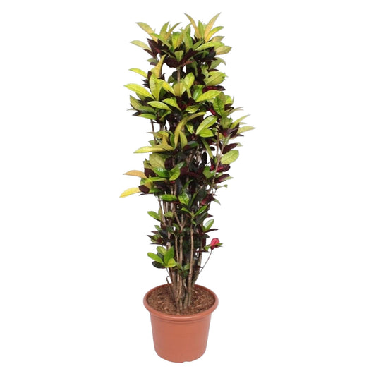 Kroton Iceton 190 cm – Farbenfrohe Zimmerpflanze