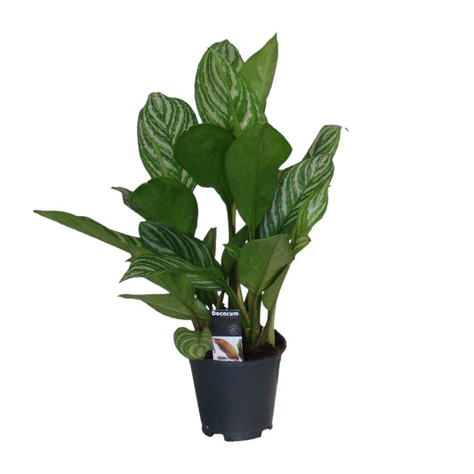 Aglaonema Stripes - Ø17cm - ↕60cm