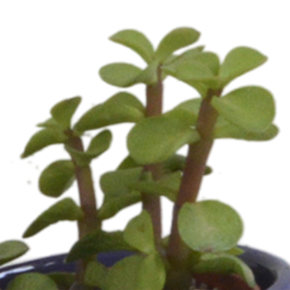 Vetplanten-Mischung 5,5 cm - 5x - in Mexicaanse pot