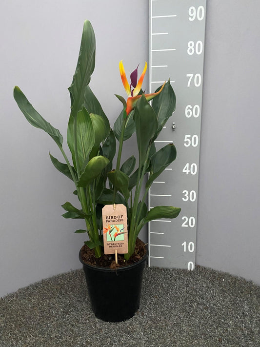 Strelitzia Reginae P21 Met Kunstbloem - Ø21cm - ↕75cm