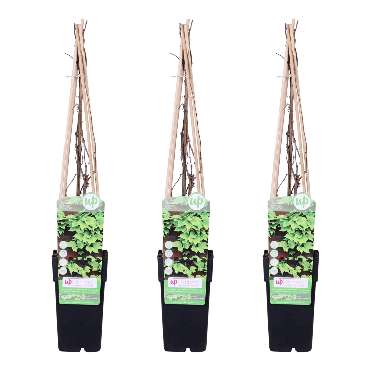 3x - Parthenocissus tricuspidata 'Veitch Boskoop' - ↨65cm - Ø15