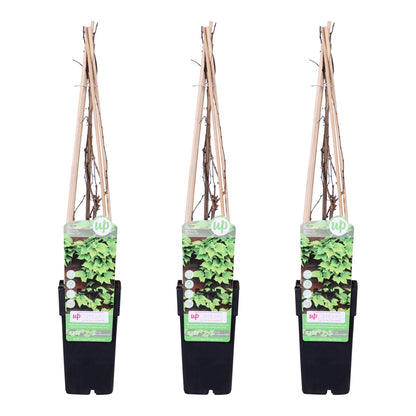 3x - Parthenocissus tricuspidata 'Veitch Boskoop' - ↨65cm - Ø15